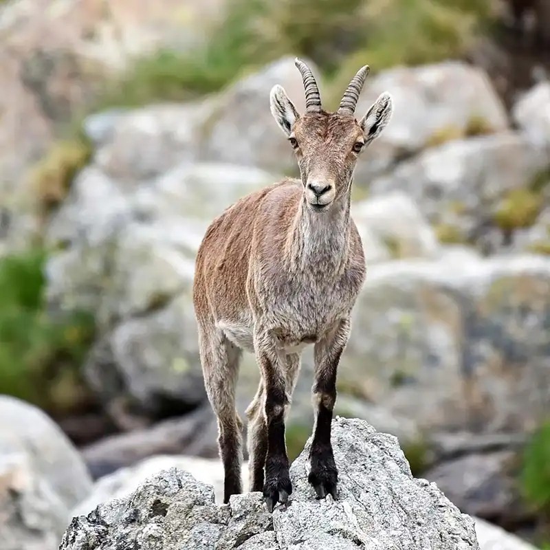 DDoptics spotting scopes for mountain hunting and deer stalking