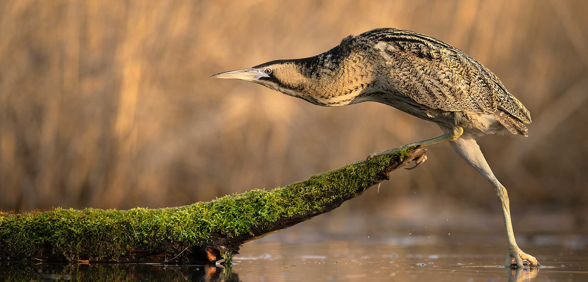Birding
