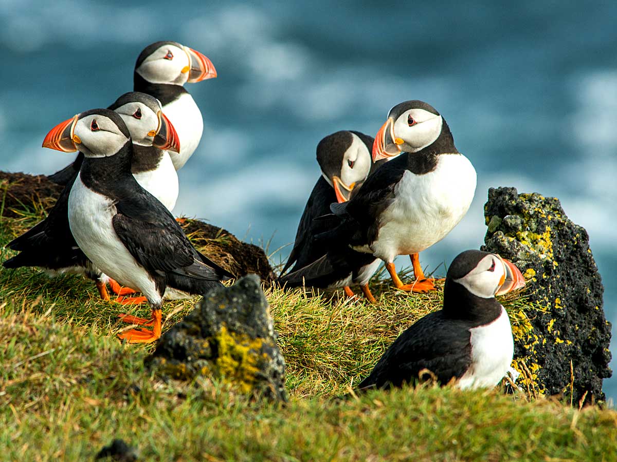 8,5 Ferngläser für Natur- und Vogelbeobachtungen