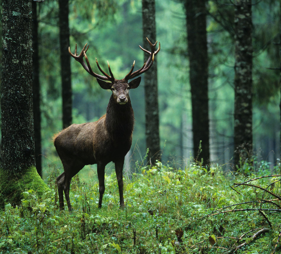 media/image/Fernglaeser_Pirschler_Hirsch_im_Wald.jpg