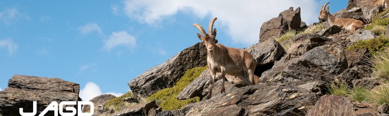 Spektive für die Jagd von DDoptics