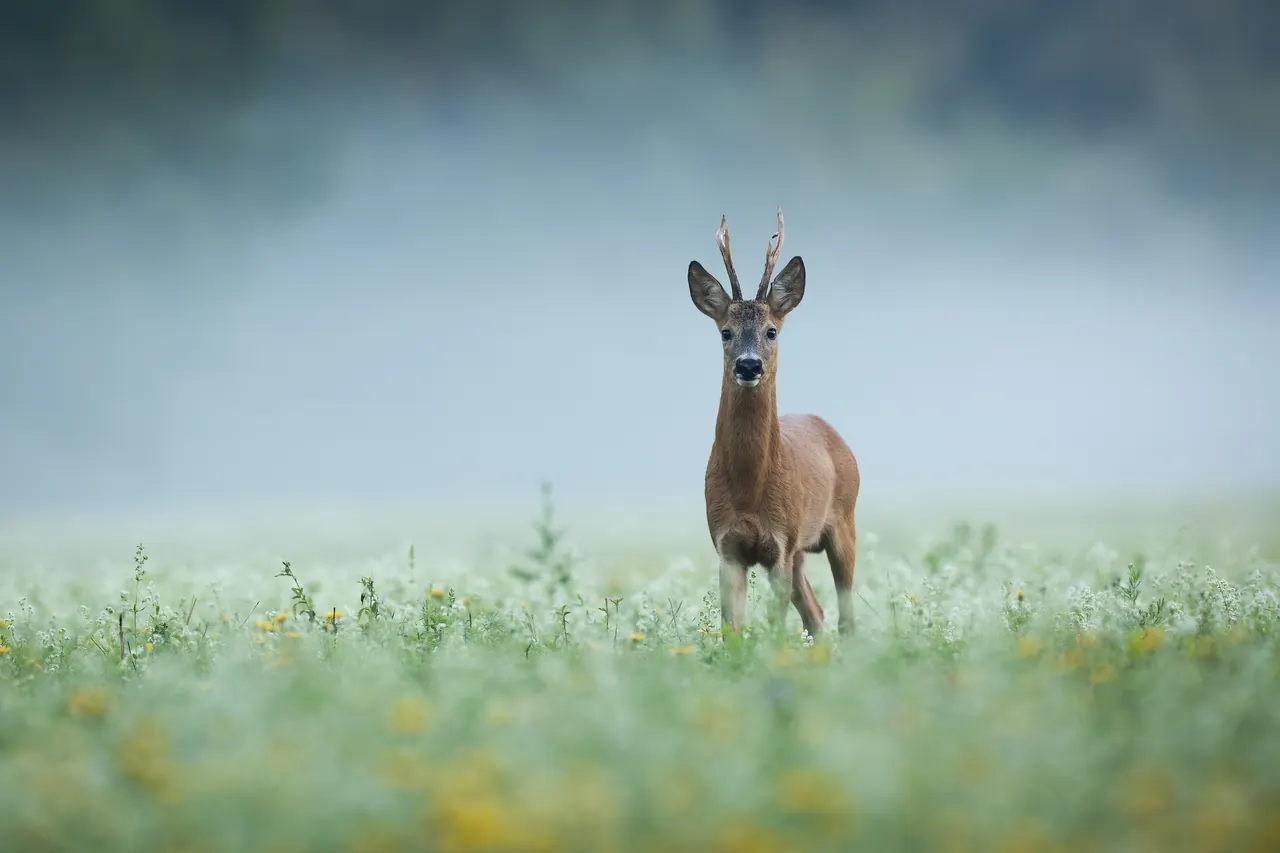 Rehbock gut sichtbar in einer offenen Blumenwiese