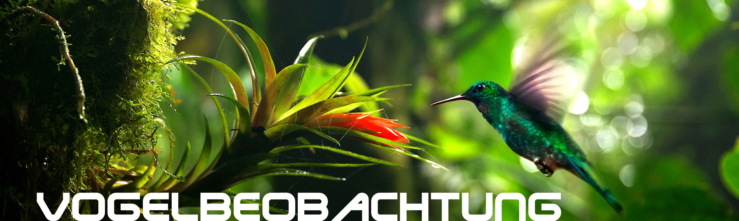 Spektive für die Vogelbeobachtung