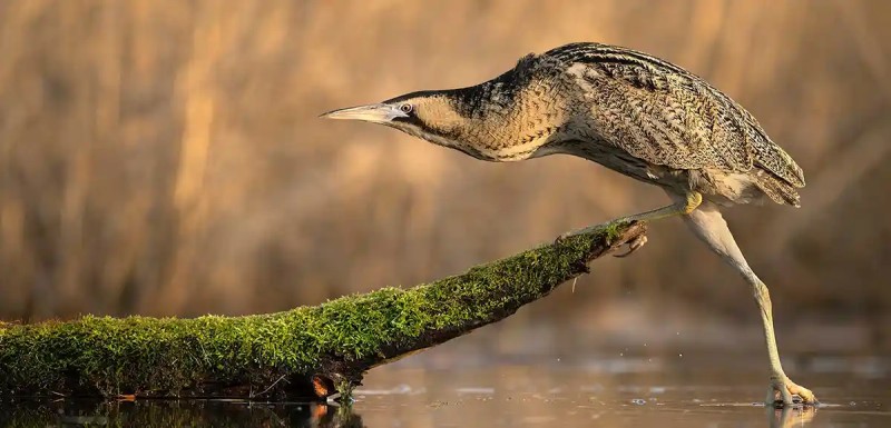 Birding Birding