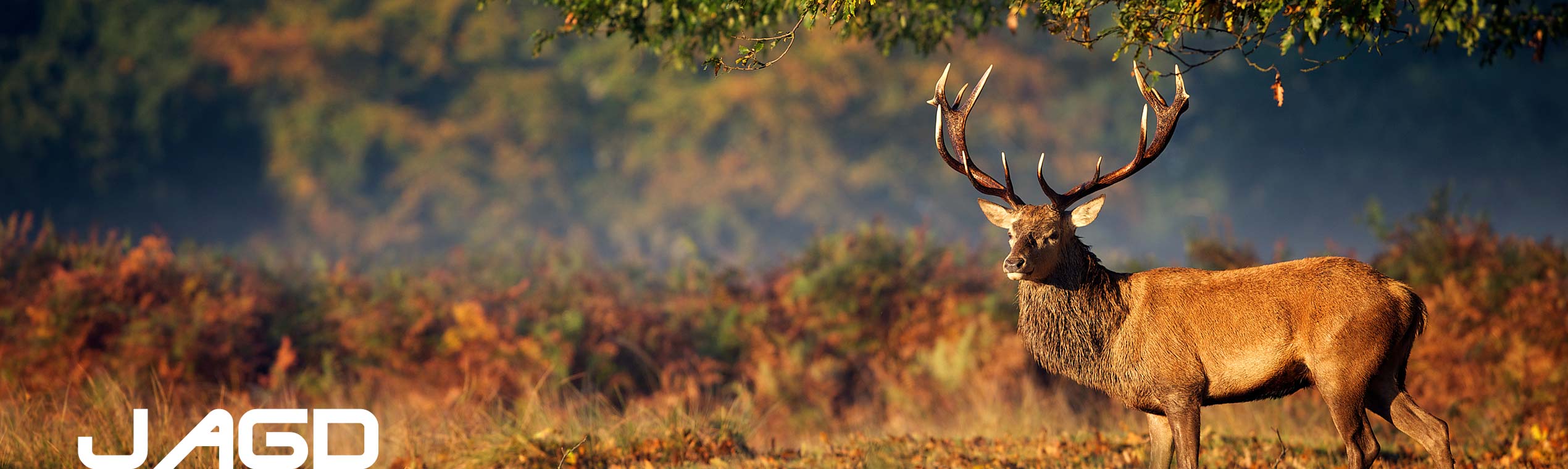 Ferngläser für die Jagd