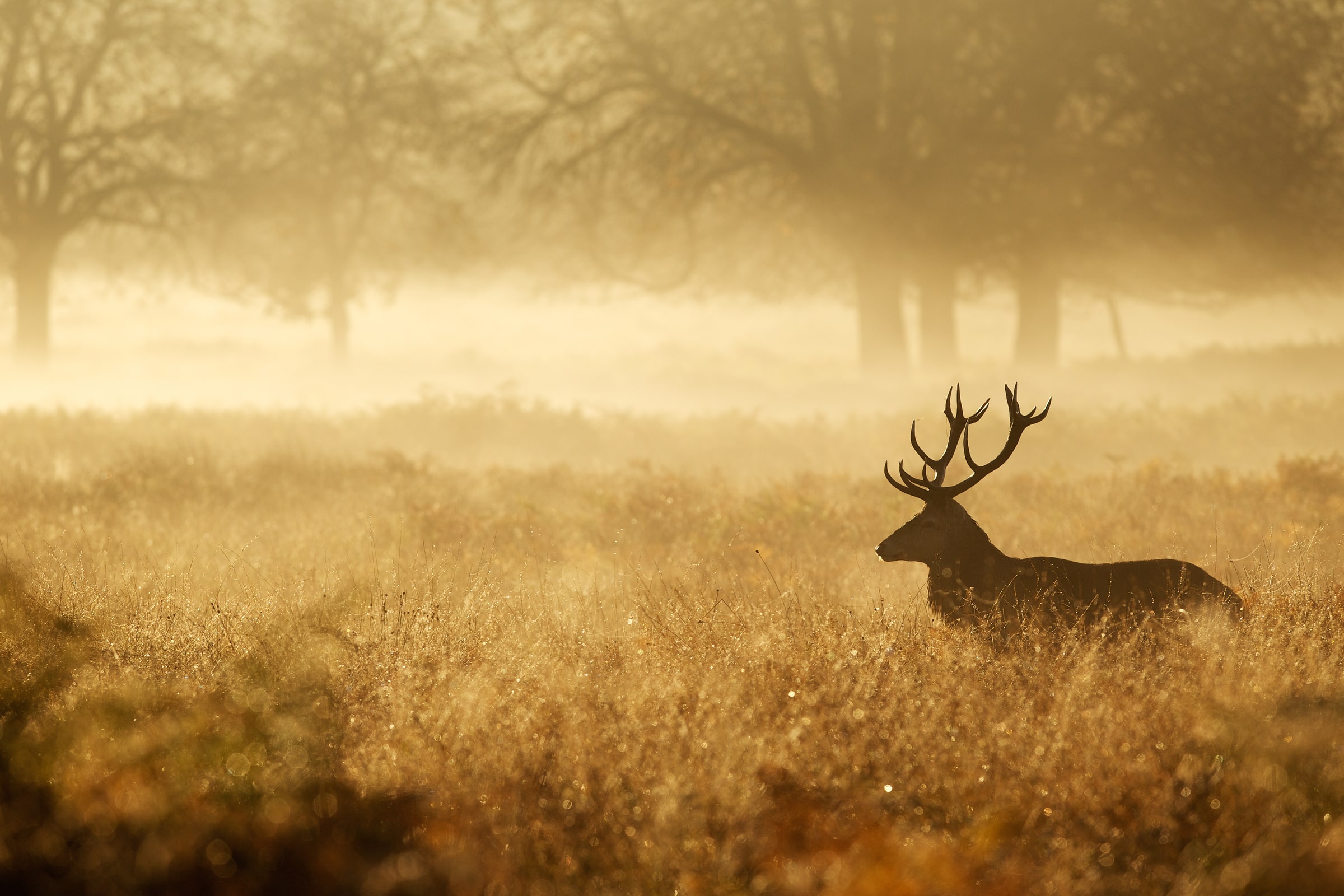 Hirsch im goldenen Morgennebel zwischen alten Bäumen