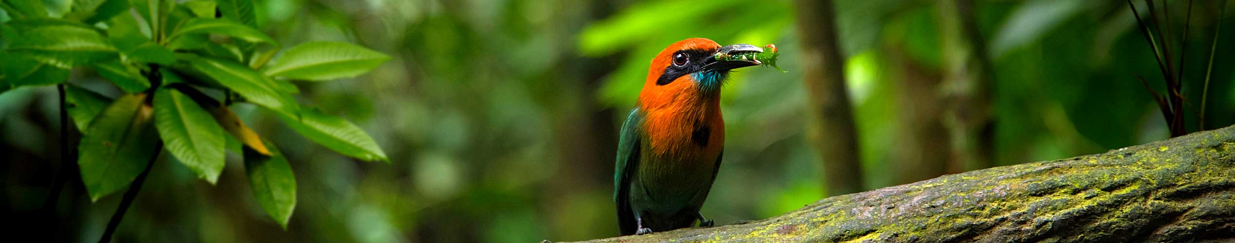 8x Ferngläser von DDoptics für Vogelbeobachtungen