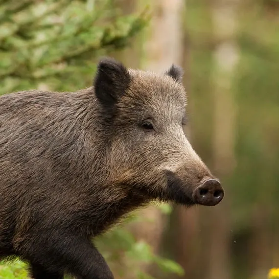 Zielfernrohre für die Drückjagd