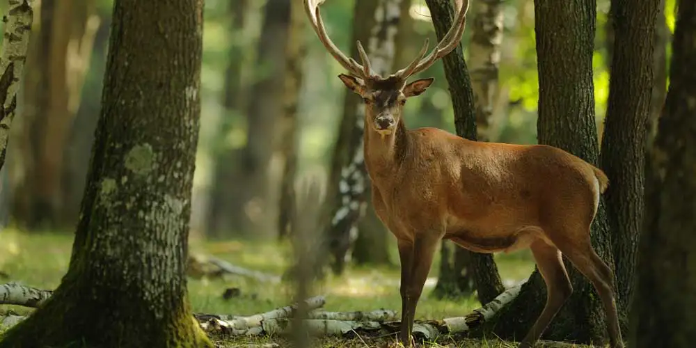 Hunting scopes for stalking