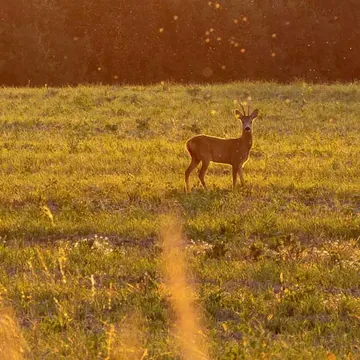 Roe deer in a meadow in warm evening light