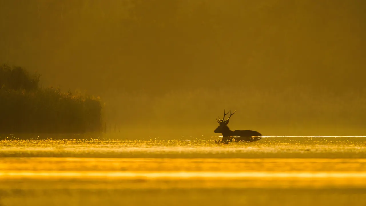 Rothirsch im Wasser bei goldenem Sonnenaufgang