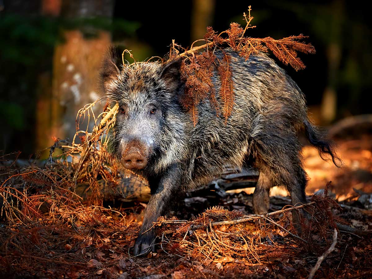 8,5 Ferngläser für Jagd