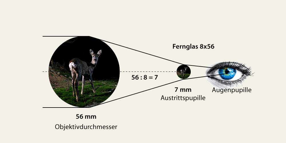 Austrittspupille eines 8x56 Fernglas 