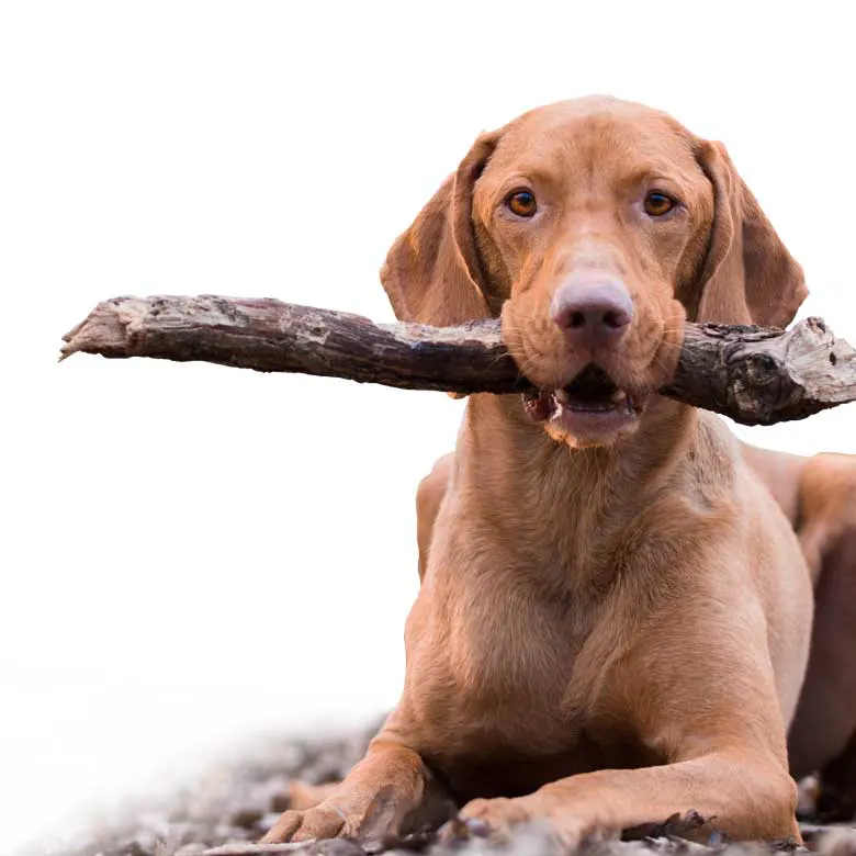 Auch auf der Drückjagd ist der Hund der beste Freund des Jägers