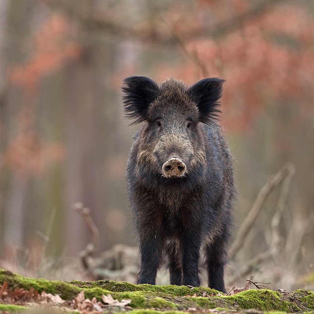 Drückjagd Ferngläser für schnelles Ansprechen