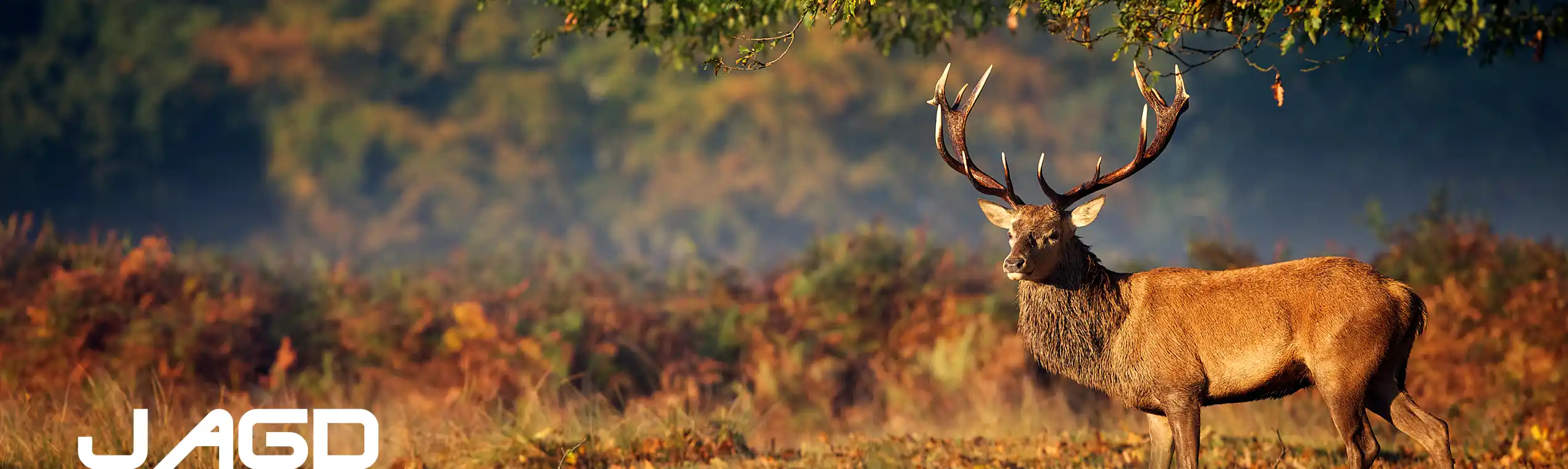 Binoculars for hunting