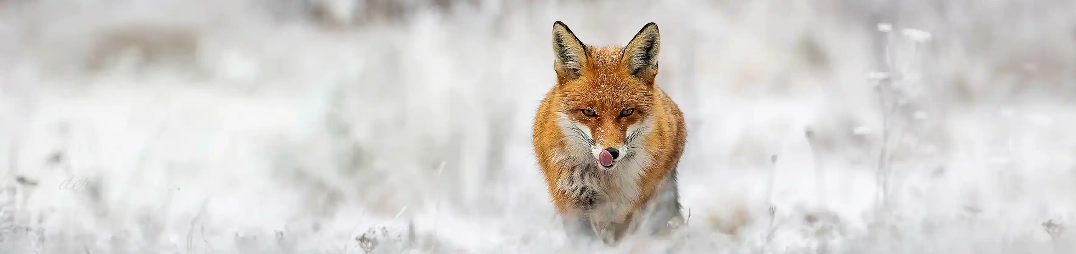 DDoptics Ultralight Ferngläser – ein Fuchs schnürt scharf durch die winterliche Landschaft