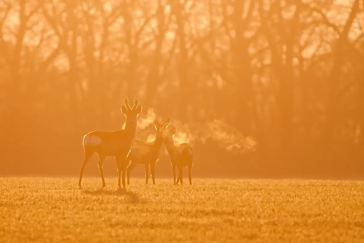 Rehwild im schwachen goldenen Morgenlicht