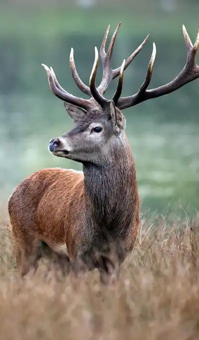 Pirschjagd mit leichtem DDoptics Zielfernrohr für Wald Feld und Bergjagd