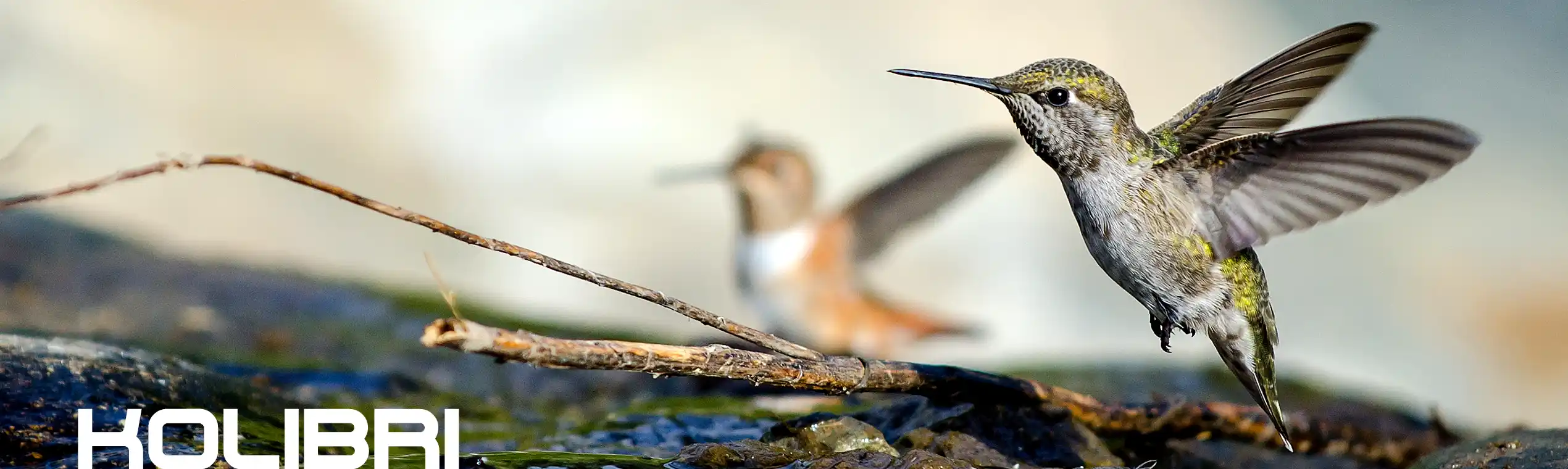 Kolibri Fernglas Serie