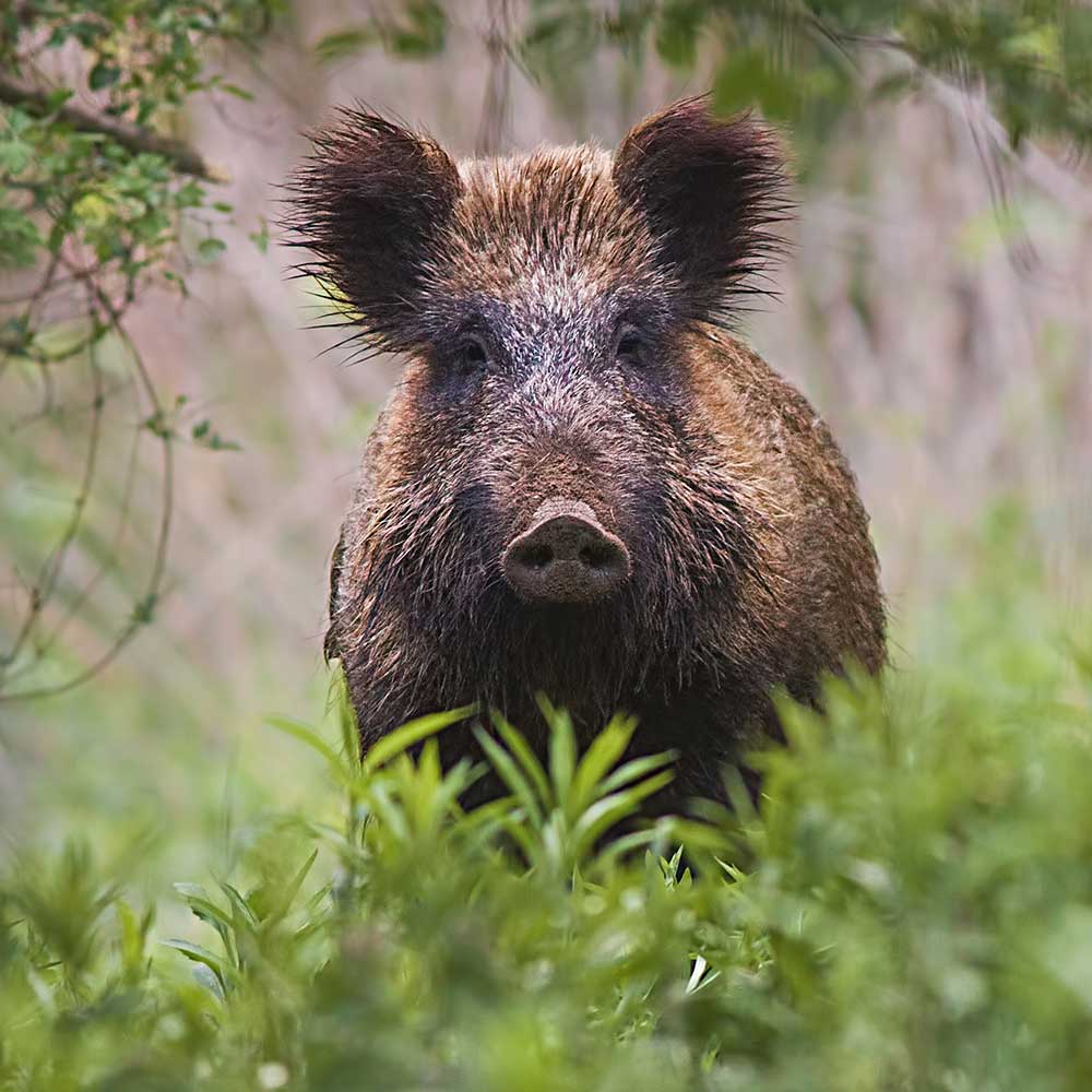 Wild bei der Drückjagd