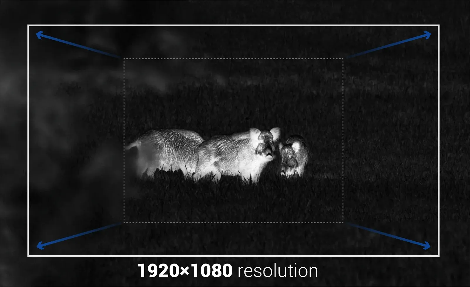 Wärmebild Wildschweine hohe Auflösung