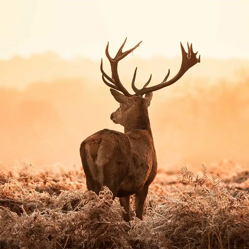 Mit Ansitzjagd Zielfernrohren entgeht dir kein Wild