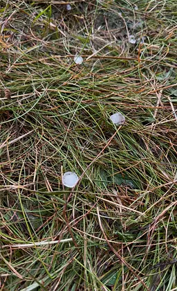 Hagelkörner im Gras auf dem Wettkampfgelände