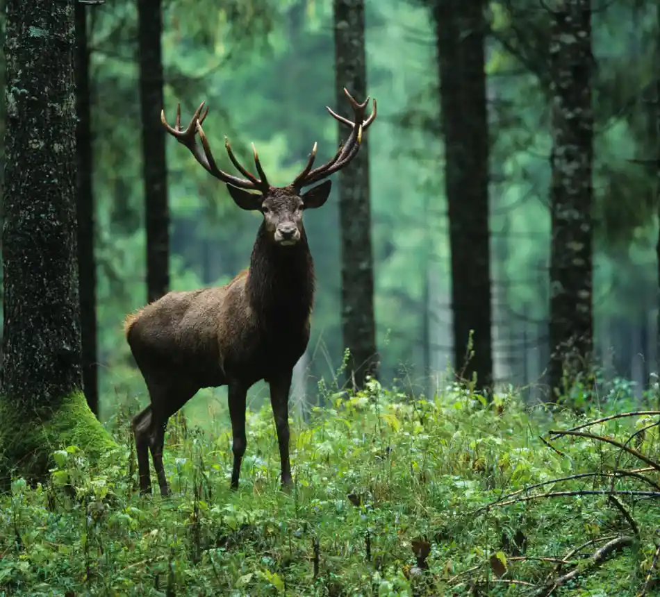 With the Pirschler binocular on a deer stalk