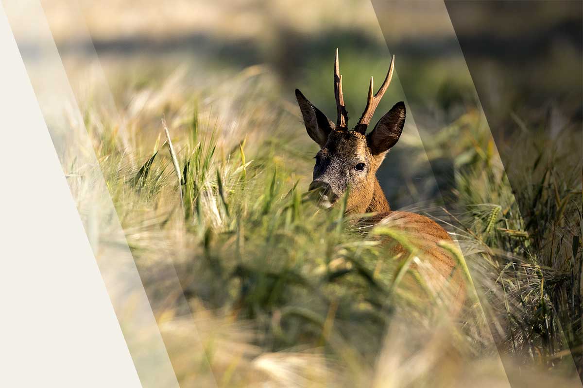 8x30 Ferngläser eignen sich für Natur- und Tierbeobachtungen