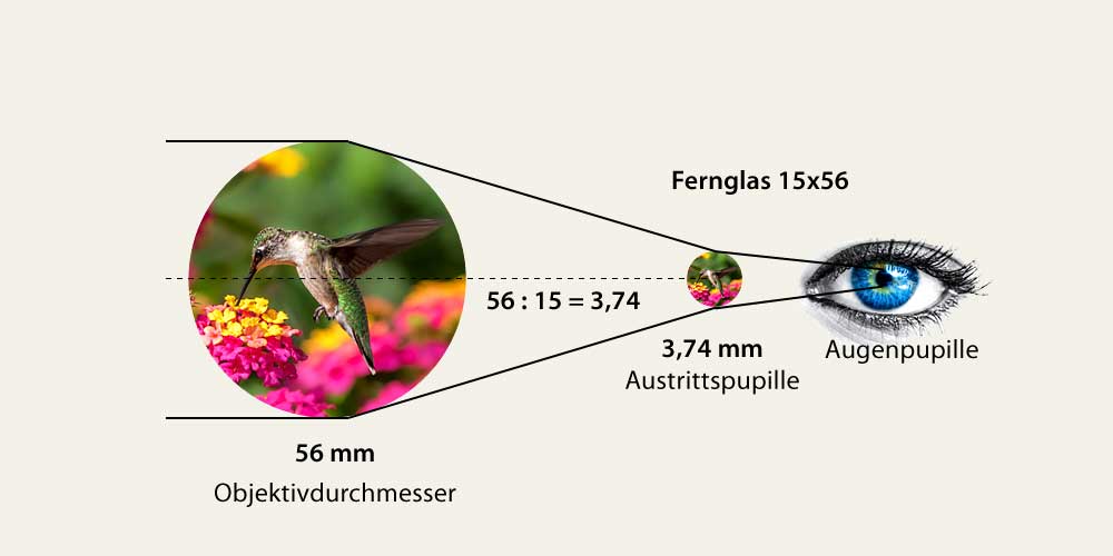 15x Fernglas Austrittspupille