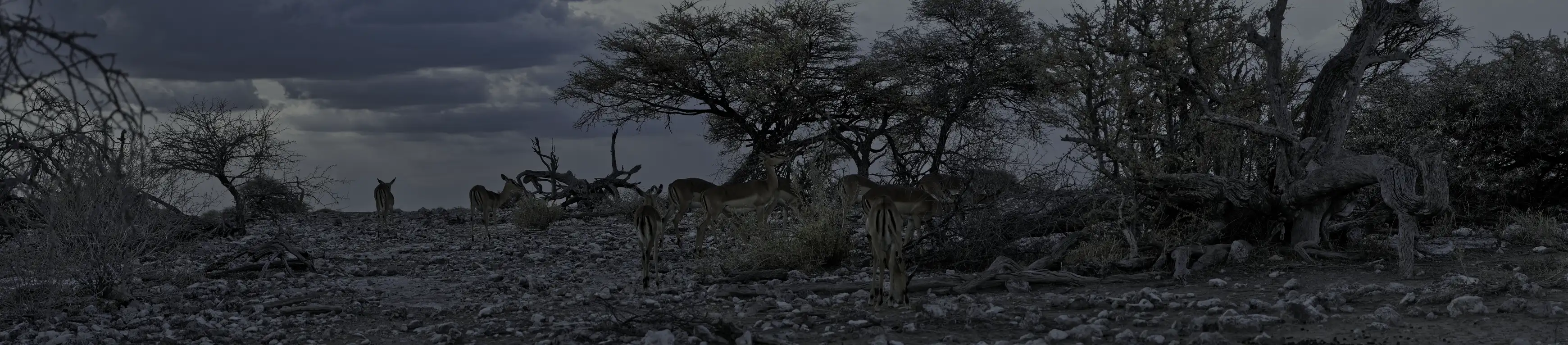 Wildbeobachtung mit dem DDoptics Nighteagle ERGO in der afrikanischen Dämmerung