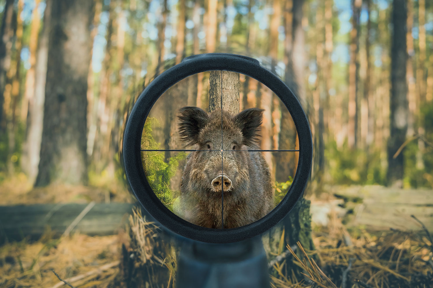 media/image/DDoptics-LP-Banner-Wildschwein-Zieloptik-mitte.jpg