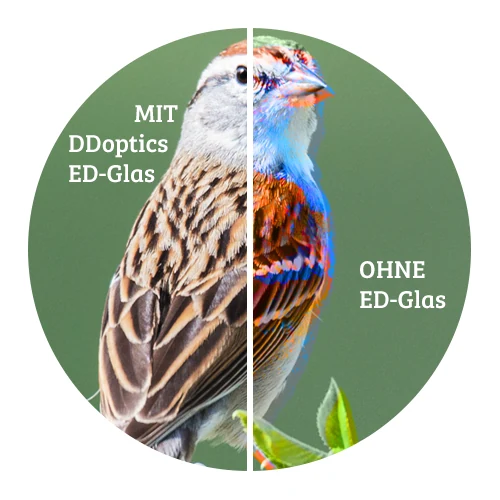 Vergleich von Gefiederfarben mit DDoptics ED-Glas und ohne ED-Glas