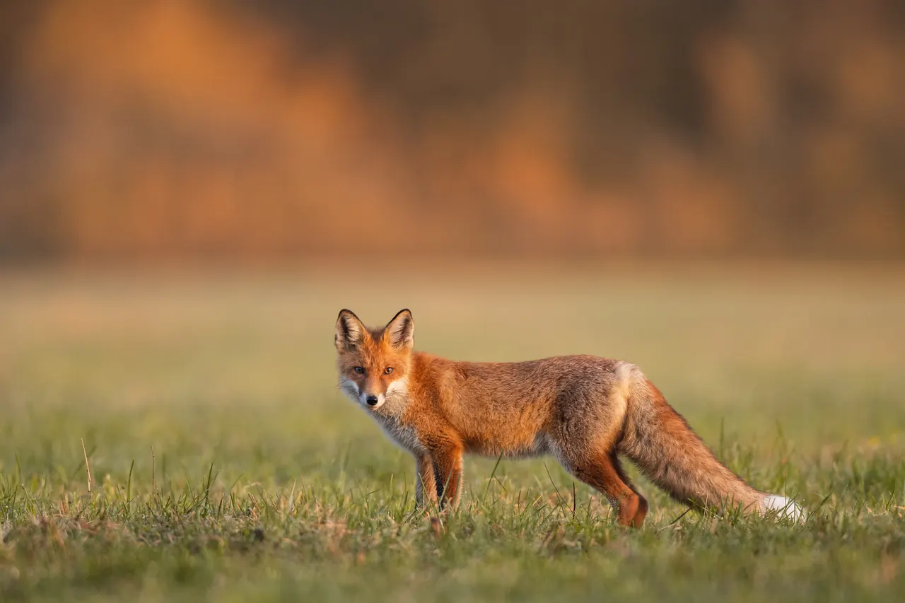 Rotfuchs aufmerksam im offenen Feldrevier