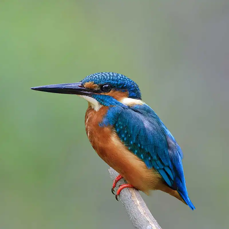 Birding-Ferngläser