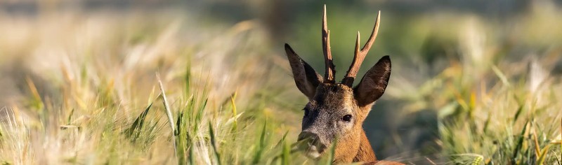 Optische Geräte für die Jagd von DDOptics zur Messe IWA Outdoor Classics