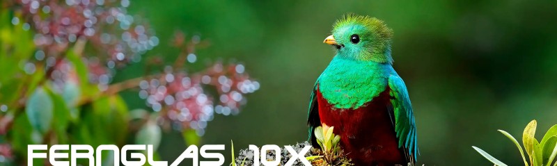 DDoptics Ferngläser mit einer 10-fachen Vergrößerung DDoptics Ferngläser mit einer 10-fachen Vergrößerung