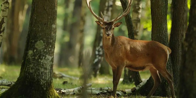 Jagd Zielfernrohre für die Pirsch