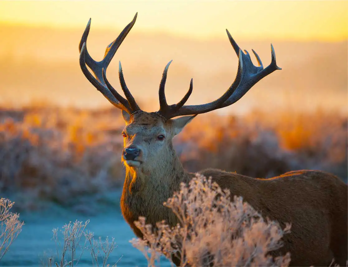 The DDoptics Ergo binoculars enable fascinating animal observations