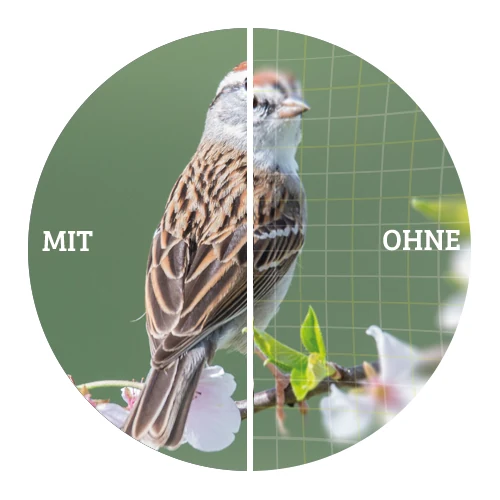 Vergleich einer Vogelabbildung mit und ohne Field-Flattener-Korrektur