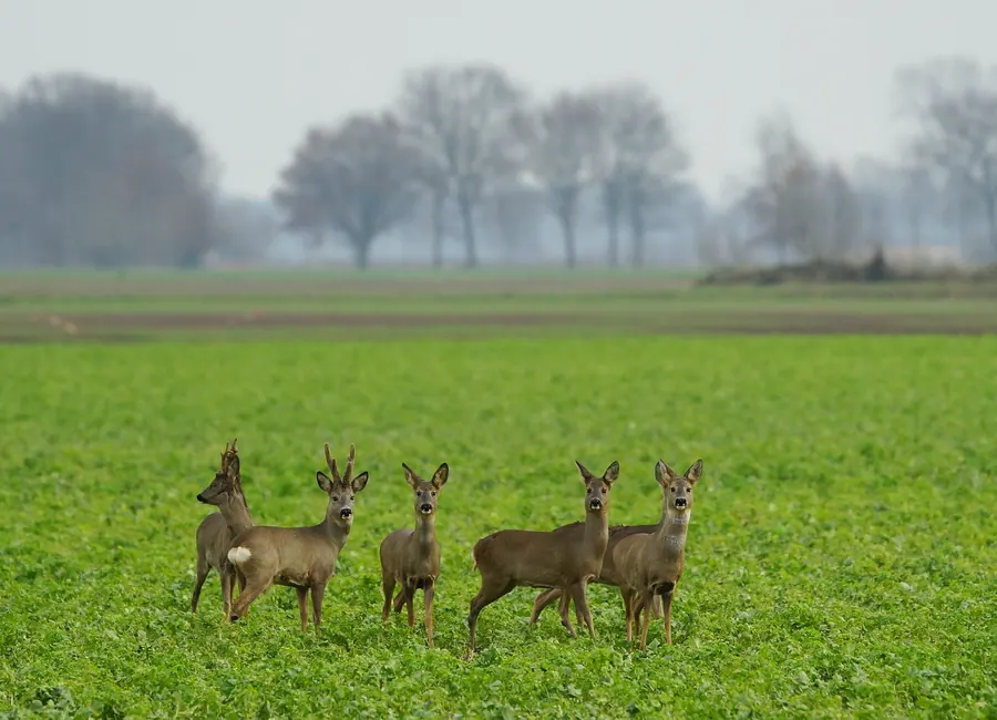 Rehwild aufmerksam auf einer offenen Feldfläche