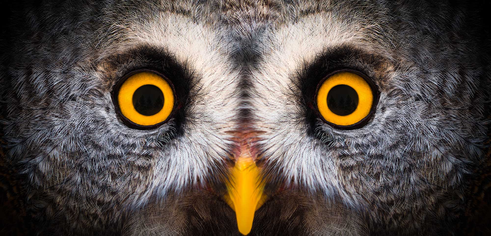 Vogelbeobachtungen