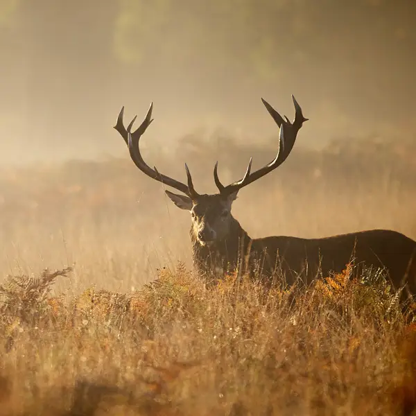 Hunting