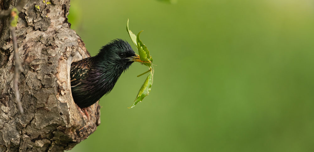 media/image/DDoptics_Landingpage_Fernglas_EDX_Vogel.jpg
