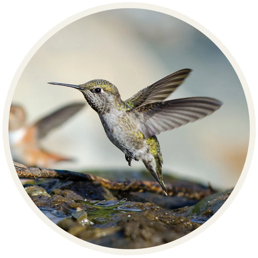 Kolibri im Flug als Beispiel für schnelle Vogelbeobachtung