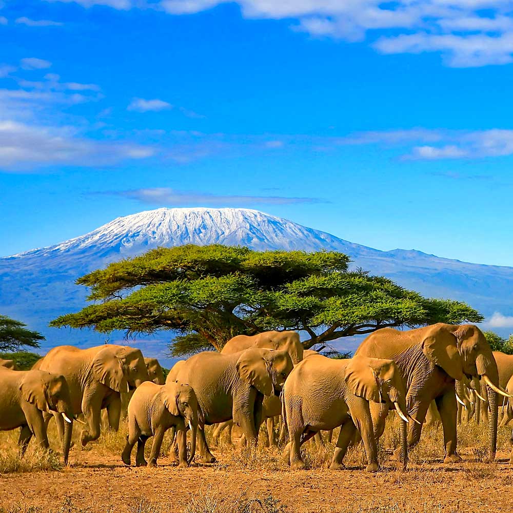 DDoptics Taschenferngläser für die Safari in Afrika