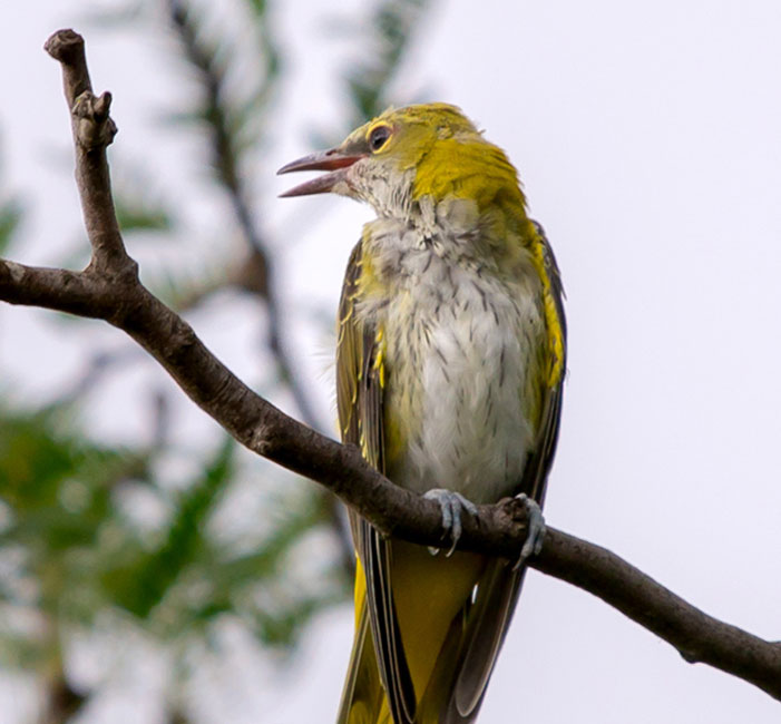 media/image/Pirschler_Spektive_Vogel.jpg