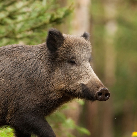 Zielfernrohre für die Drückjagd